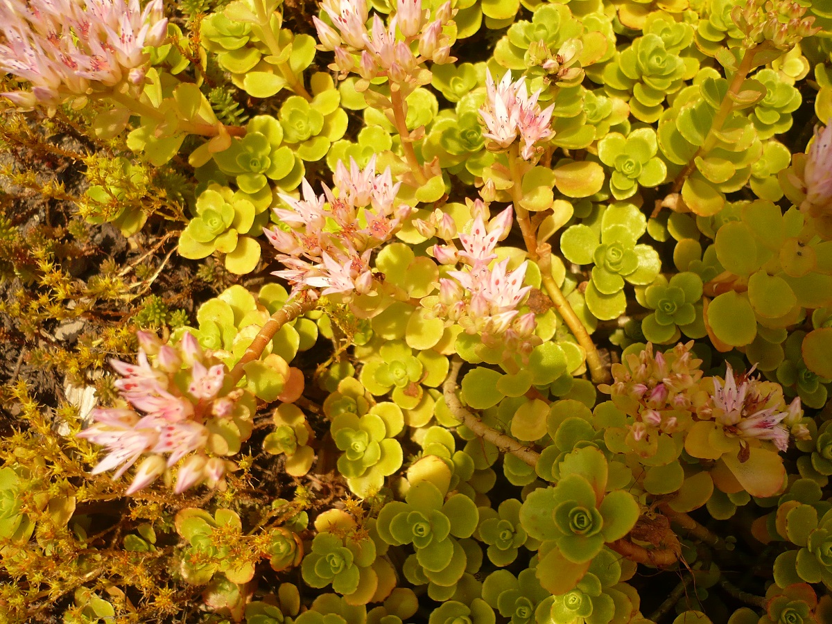 Phedimus spurius (Crassulaceae)
